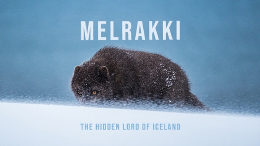 Verkami per a la conservaci de la guineu rtica islandesa