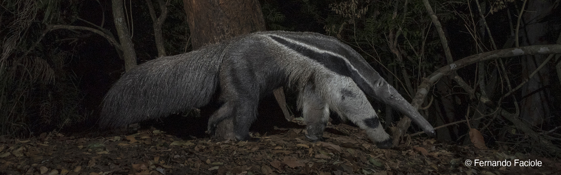 Anteaters.jpg
