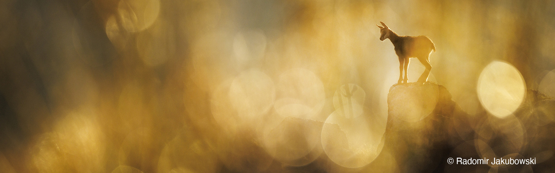 Radomir_Jakubowski_B1_Chamois.jpg