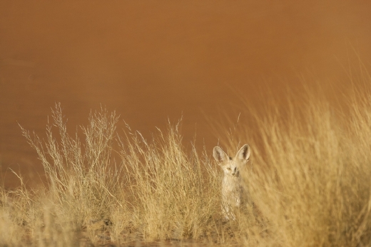 El italiano Ugo Mellone recibe la beca WWF y el gallego Ruben Prez el Premio absoluto, los galardones ms preciados en MontPhoto 2019