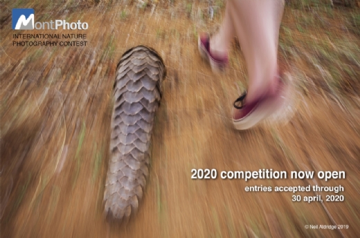 NOVEDADES EN LA EDICIN MONTPHOTO 2020