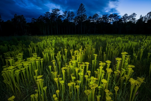 Murder in the night, Premio de Honor de MontPhoto 2023