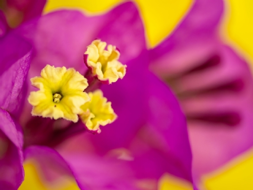 Nuevas masterclass: Cazando macros: tica, tcnica y esttica por MARTIN GALLEGO y MontPhoto