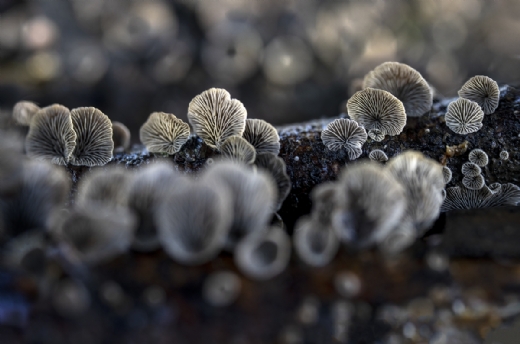 Asamblea MontPhoto 2026. Tradicional Cal�otada y encuentro de amigos