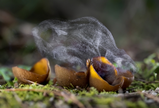Asamblea MontPhoto 2026. Tradicional Cal�otada y encuentro de amigos