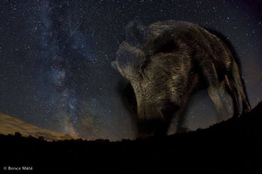 Bence Mt, ganador del premio MontPhoto 2015 con Night Star