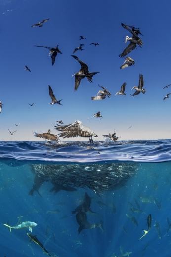 Premios AEFONA en MontPhoto 2024