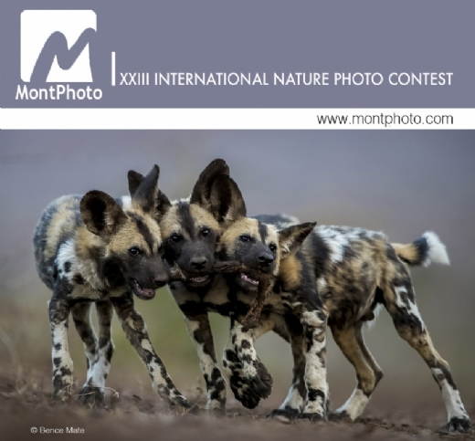 Empieza una nueva edici�n de MontPhoto