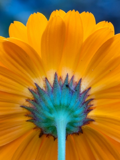 Nuevas masterclass: Cazando macros: �tica, t�cnica y est�tica por MARTIN GALLEGO y MontPhoto
