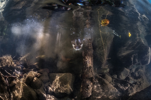 Otter Training de Robert Marc Lehman, Premio Honor MontPhoto 2016
